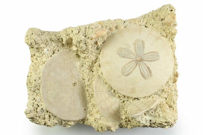 Three Fossil Sand Dollars (Scutella) - France #359699